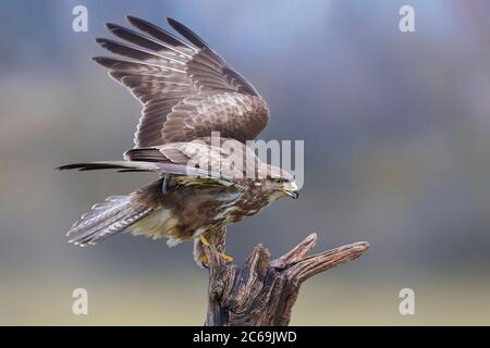 Buteo buteo (Buteo buteo), s'étendant sur une souche morte cassée, vue latérale, Italie, Piana fiorentina Banque D'Images