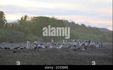 Olive ridley, Pacific ridley Turtle, Olive ridley Sea Turtle, Pacific ridley Sea Turtle (Lepidochelys olivacea), en creusant les oeufs par les populations locales, Costa Rica, Otional Beach Banque D'Images