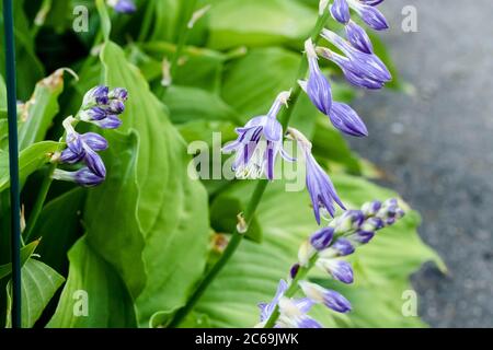 Vue grand angle d'une plante Hosta lavande qui fleurisse Banque D'Images