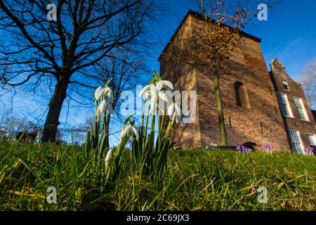 Goutte de neige commune (Galanthus nivalis), floraison dans un parc, pays-Bas, Frise Banque D'Images