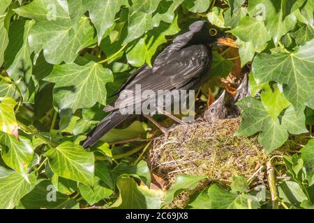 blackbird (Turdus merula), homme au nid avec des grincements mendiants, Allemagne, Bavière, Isental Banque D'Images