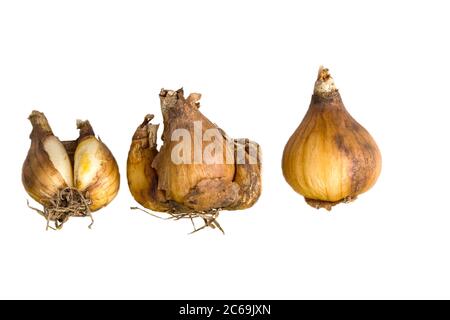 Goutte d'eau commune (Galanthus nivalis), bulbes, découpe, pays-Bas Banque D'Images