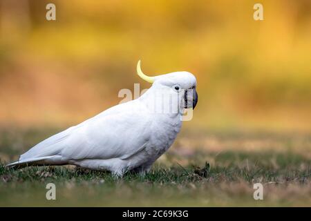 Cafatoo à crête de soufre (Cacatua galerita), debout sur une pelouse publique, Australie Banque D'Images