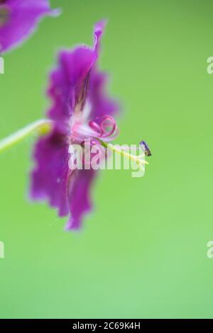 Bec de canneberges (Geranium pheum), fleur, pays-Bas Banque D'Images