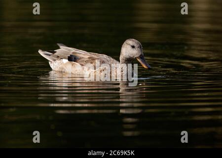 gadwall (Anas strera, Mareca strerpera), homme dans le plumage d'eclipse, nageant dans un lac, pays-Bas Banque D'Images