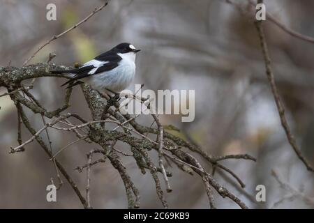 Atlas Flycatcher (Ficedula spéligera), mâle perçant sur une branche à boutons sur un arbre, vue latérale, Maroc, Ifrane Banque D'Images