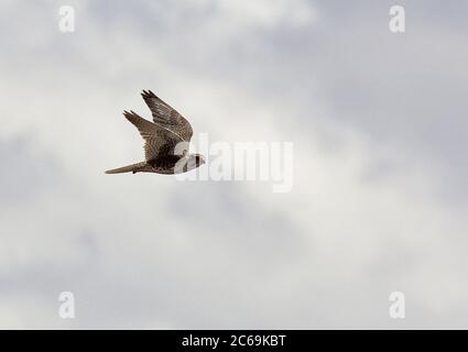 faucon des prairies (Falco mexicanus), en vol dans le ciel nuageux, vue latérale, Brésil Banque D'Images