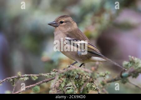 Chaffinch des Açores (Fringilla coelebs moreletti, Fringilla moreletti), femelle perching sur une branche, vue latérale, Portugal, Açores, Sao Miguel Banque D'Images