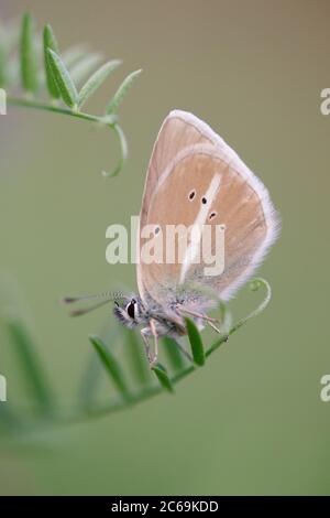 Bleu damon (Polyommatus damon, Agrodiaetus damon), se trouve sur une feuille, France, Parc National du Mercantour Banque D'Images