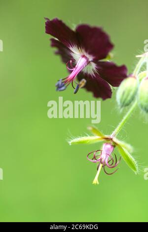 Bec de canneberges (Geranium pheum), fleur, pays-Bas Banque D'Images