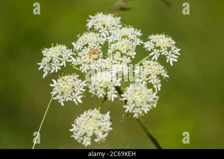 Panais de vache, Hogweed, Hogweed, panais de vache américain (Heracleum sphondylium), umbel, pays-Bas, Frison Banque D'Images