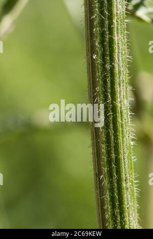 Panais de vache, Hogweed, Hogweed, panais de vache américain (Heracleum sphondylium), STEM, pays-Bas, Frison Banque D'Images