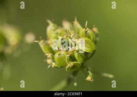 Panais de vache, Hogweed, Hogweed, panais de vache américain (Heracleum sphondylium), fruits, pays-Bas, Frison Banque D'Images