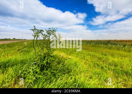 Panais de vache, Hogweed, Hogweed, panais de vache américain (Heracleum sphondylium), floraison sur un pré, pays-Bas, Frison Banque D'Images