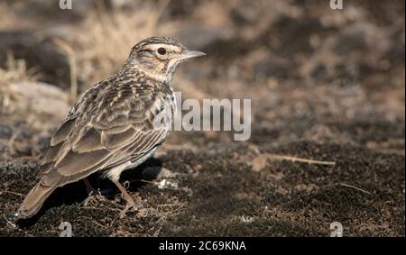 Le lark éthiopien thekla (Galerida theklae huei, Galerida huei), debout sur le sol dans les montagnes de la balle, en Éthiopie, parc national des montagnes de la balle Banque D'Images