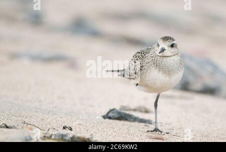 Pluvier doré américain (Pluvialis dominique), premier hiver debout sur une plage à Manicouagan, Canada, Québec Banque D'Images