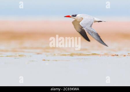 Sterne caspienne (Hydroprogne caspia, Sterna caspia), en vol près de la mer, Maroc, Dakhla-Oued Ed Dahab, Lassarga Banque D'Images