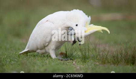 Cacatua galerita (Cacatua galerita), debout sur le sol à gratter, Australie, Nouvelle-Galles du Sud, Parc national Royal Banque D'Images