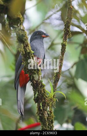 trogon à queue de slaty (Trogon massena), femelle qui perce sur une branche de la forêt tropicale, Costa Rica, Boca Tapada Banque D'Images