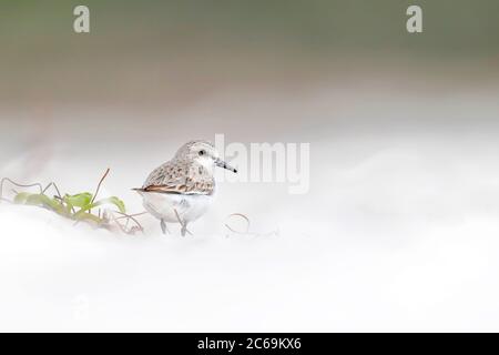 Silex à col rufeux (Calidris ruficollis), sur la plage, Australie Banque D'Images