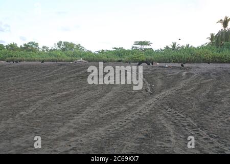 Olive ridley, tortue du Pacifique ridley, tortue de mer Olive ridley, tortue de mer Pacific ridley (Lepidochelys olivacea), pistes de cracage dans le sable, Costa Rica, plage d'Otional Banque D'Images