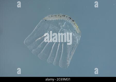 cime rayée, schraetzer, uf du Danube (Gymnocephalus schraetzer, Gymnocephalus schraetser), Scale , Allemagne Banque D'Images