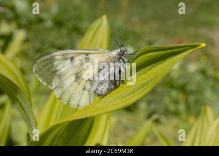 apollon obscurci, apollon noir (Parnassius mnemosyne), sur l'album de Veratrum, Autriche, Carinthie, Parc national Hohe Tauern Banque D'Images