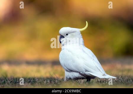 Cafatoo à crête de soufre (Cacatua galerita), debout sur une pelouse publique, Australie Banque D'Images