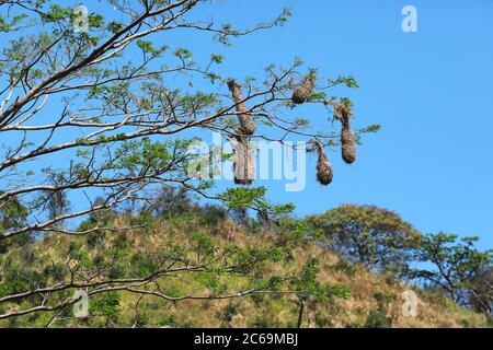 montezuma oropendola (Psarocolius montezuma, Gymnosinops montezuma), niche sur un arbre, Costa Rica Banque D'Images