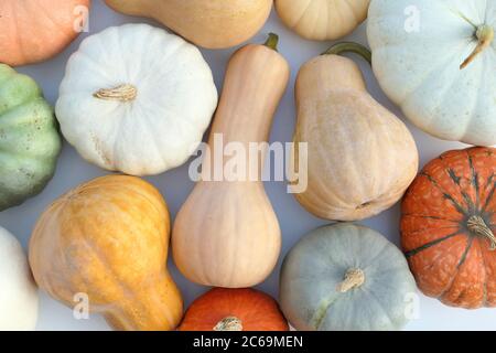 Citrouilles et courbets d'hiver, fond aux couleurs vives Banque D'Images