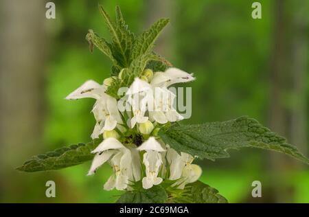 Blanc Dead-nettle, blanc Deadnettle (album de Lamium), fleurs, Allemagne, Bavière Banque D'Images