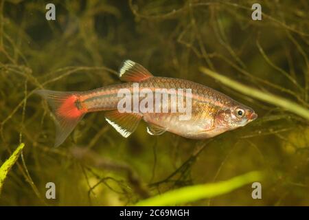 Nuage blanc, méné blanc de montagne (Tanichthys albonubes), femelle Banque D'Images