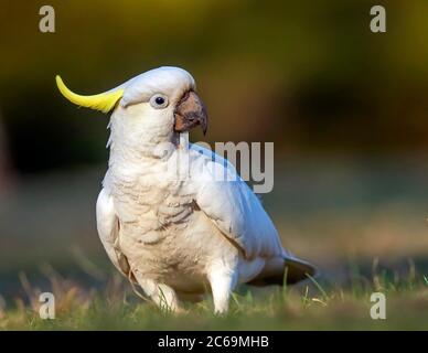 Cafatoo à crête de soufre (Cacatua galerita), debout sur une pelouse publique, Australie Banque D'Images