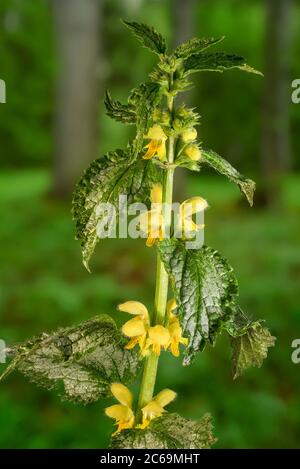 Archange jaune (Lamium argentatum. Galeobdoline luteum fo. Argentatum), floraison, Allemagne, Bavière Banque D'Images