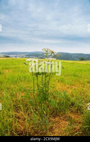 Panais de vache, Hogweed, Hogweed, panais de vache américain (Heracleum sphondylium), floraison sur un pré, pays-Bas, Frison Banque D'Images