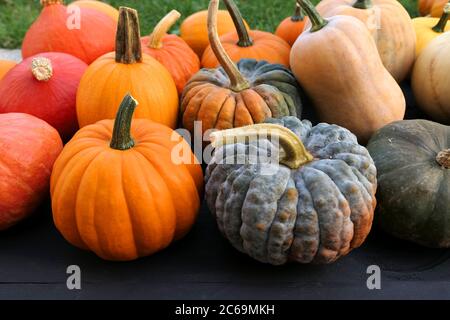 Citrouilles et courbets d'hiver Banque D'Images