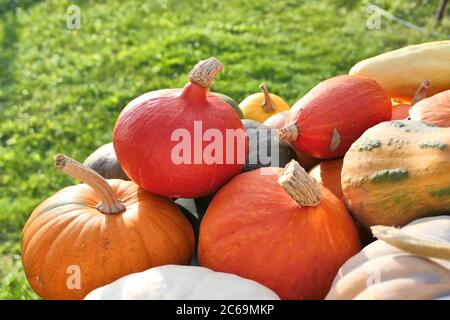 Citrouilles et cendres d'hiver sur la pile dans le jardin. Récolte d'automne Banque D'Images