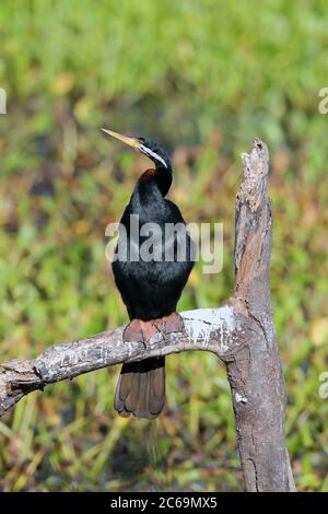 Darter Australasien adulte (Anhinga novaehollandiae) aux jardins botaniques régionaux de Mackay - Mackay- Australie. Banque D'Images