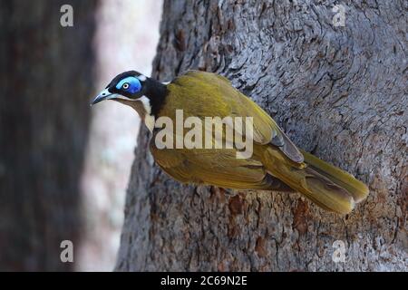 Honeyeater à fond bleu (cyanotis d'Entomyzon) aux jardins botaniques de Rockhampton, Queensland, Australie. Également connu sous le nom de Bananabrid. Banque D'Images