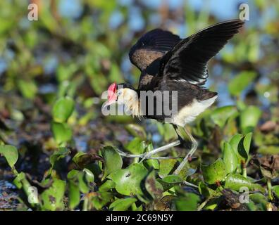 Jacana (Irediparra gallinacea) aux jardins botaniques régionaux de Mackay - Mackay- Australie. Également connu sous le nom de Lotusbird ou Lilytrotter. Banque D'Images