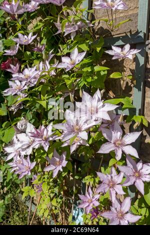 Gros plan de l'alpiniste clematis 'Samaritan JO' plante fleurs fleuries sur une clôture de treillis sur un mur dans le jardin Angleterre Royaume-Uni GB Banque D'Images