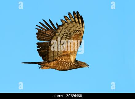 Buzzard au miel et à la crème (Pernis ptilorhynchus) pendant la migration d'automne à Mandalgovi en Mongolie. Banque D'Images