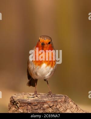 Rouge-gorge, erithacus rubecula, sur la souche de l'arbre avec un arrière-plan flou Banque D'Images
