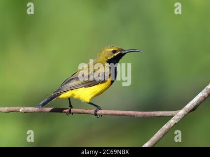 Sunbird (Cinnyris jugularis) à Daintree dans le Queensland, en Australie. Banque D'Images