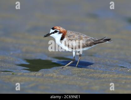 Pluvier à capuchon rouge (Charadrius ruficapillus) mâle adulte debout sur la plage de Noah à Cap Tribulation dans le Queensland, en Australie. Banque D'Images