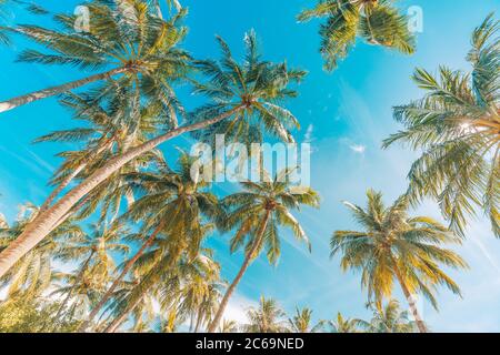 Palmiers à noix de coco avec ciel bleu, magnifique fond tropical. Concept de fond des arbres tropicaux. Arrière-plan exotique de nature tropicale Banque D'Images
