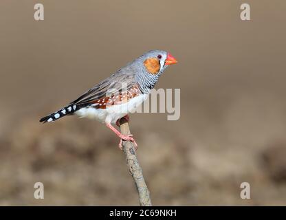 Adulte mâle Zebra Finch (Taeniopygia guttata) à long Waterhole à Winton, Queensland, Australie. Banque D'Images