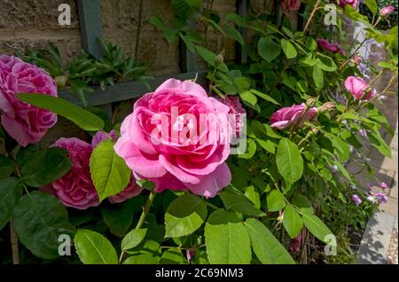 Gros plan de roses grimpantes ‘Gertrude Jekyll’ poussant sur le trelis sur un mur fleurs fleurs dans le jardin en été Angleterre GB Grande-Bretagne Banque D'Images