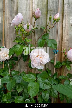 Gros plan rose pâle grimpant boutons roses 'le généreux Gardener' poussant sur une clôture en bois fleurs fleur dans le jardin d'été Angleterre Royaume-Uni Grande-Bretagne Banque D'Images