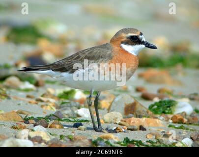 Pluvier mongol (Charadrius mongolus) mâle adulte à l'île Heuksan do en Corée du Sud. Banque D'Images